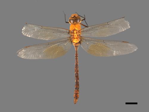 Anax panybeus[麻斑晏蜓][00103004]
