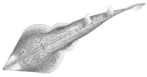 Rhinobatos hynnicephalus@Jheng0129