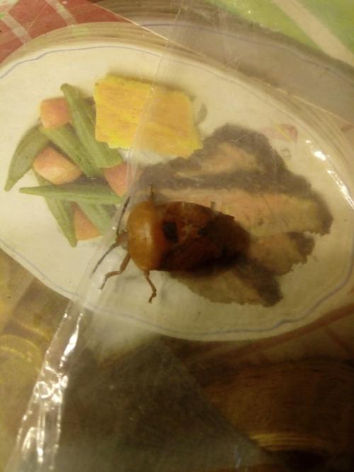 荔蝽 荔蝽