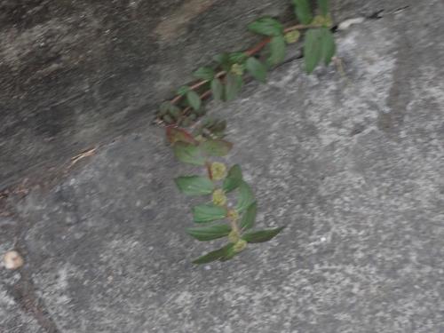 飛揚草 飛揚草