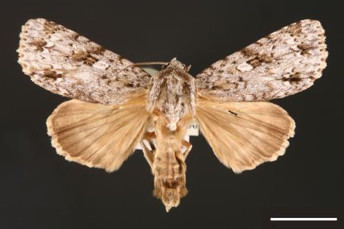 Acronicta pruinosa[00000451]