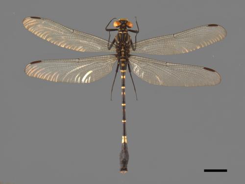 Merogomphus paviei[窄胸春蜓][00103078]