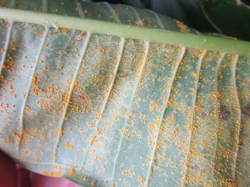Coleosporium plumeriae(緬梔鞘銹菌) Coleosporium plumeriae(緬梔鞘銹菌)