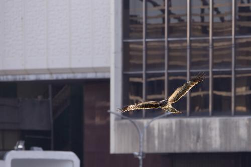 黑鳶 黑鳶