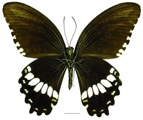 Papilio polytes ledebouria Eschscholtz, 1821 玉帶鳳蝶菲律賓亞種 Papilio polytes ledebouria Eschscholtz, 1821 玉帶鳳蝶菲律賓亞種