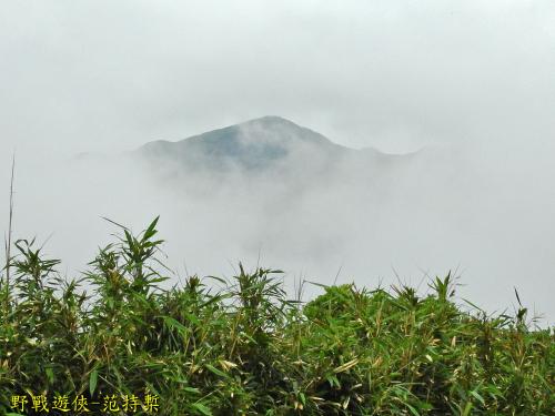 包籜箭竹