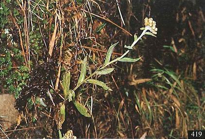 P_4_419