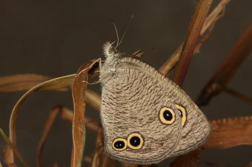 Ypthima norma (馬祖)