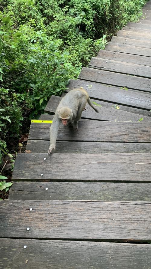 臺灣獼猴