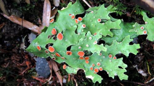 Pseudocyphellaria homoeophylla(源鱗假杯點衣)