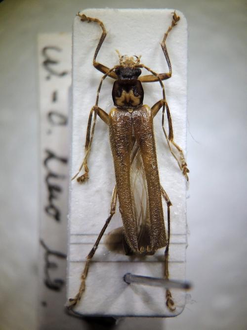 Stenothemus lupus Hsiao, Okushima & Yang, 2016 Stenothemus lupus Hsiao, Okushima & Yang, 2016