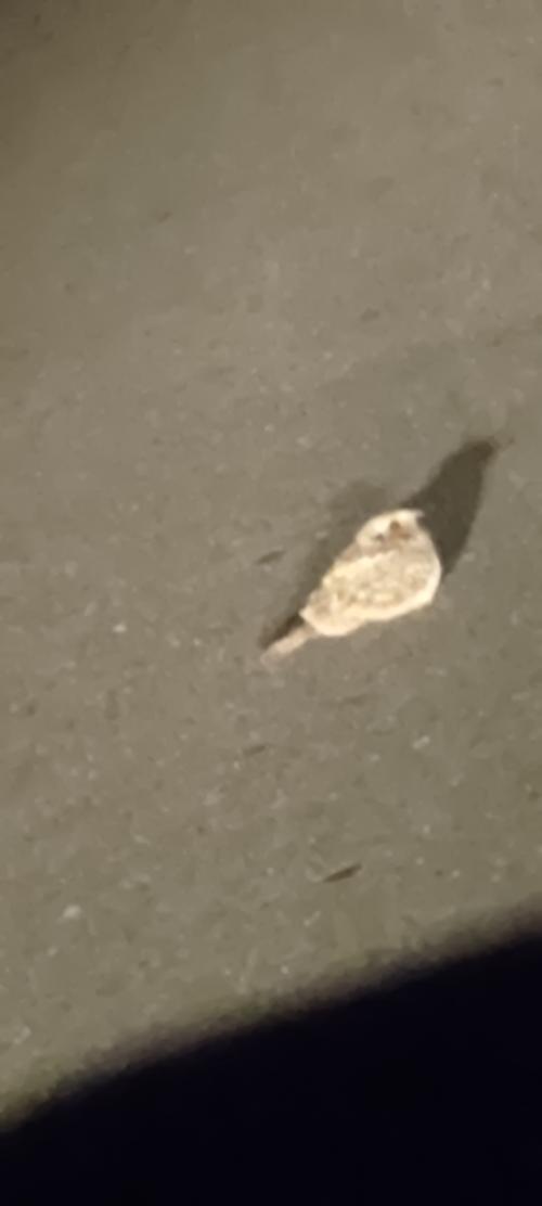 南亞夜鷹
