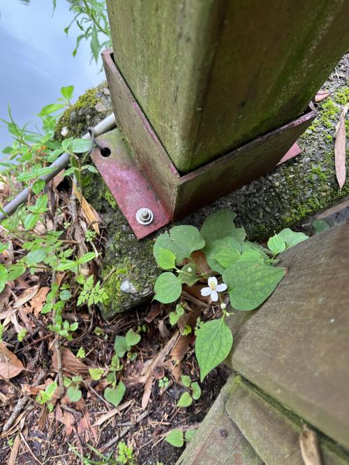 魚腥草 魚腥草
