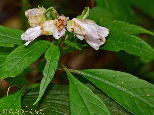 角桐草 角桐草
