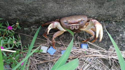 兇狠圓軸蟹