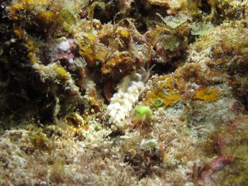 IMG_4388 Phyllodesmium crypticum 隱身蜜麗奈海蛞蝓