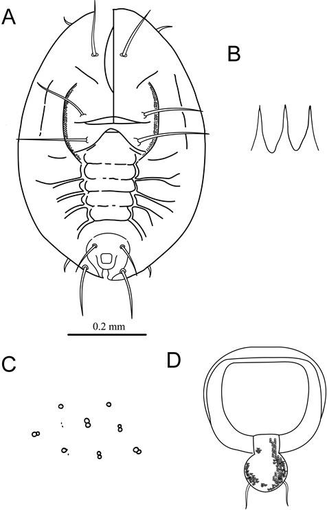 Aleurotrachelus fissistigmae  Takahashi, 1931  瓜馥木摺粉蝨