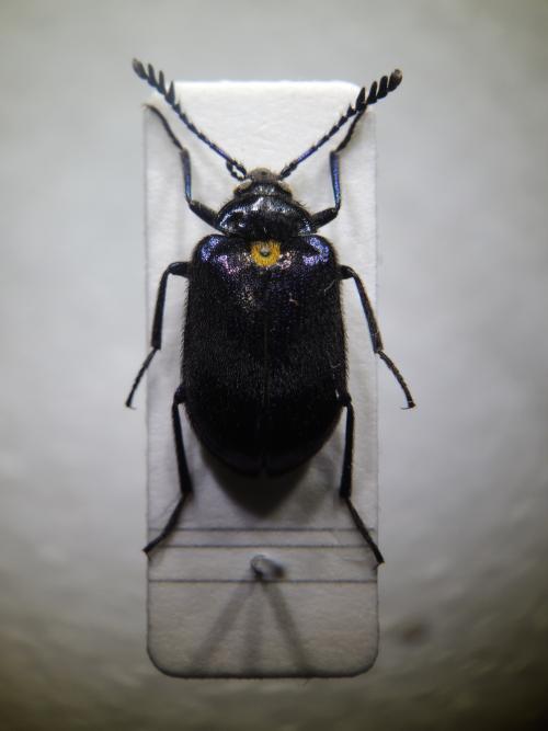 Cyanopenthe taiwana Hsiao, Pollock & Barclay, 2015 Cyanopenthe taiwana Hsiao, Pollock & Barclay, 2015