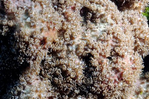 圓柱皮珊瑚