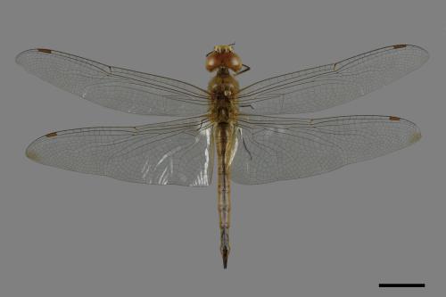 Pantala flavescens[薄翅蜻蜓][00089194]