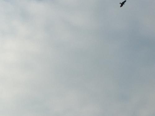 黑鳶