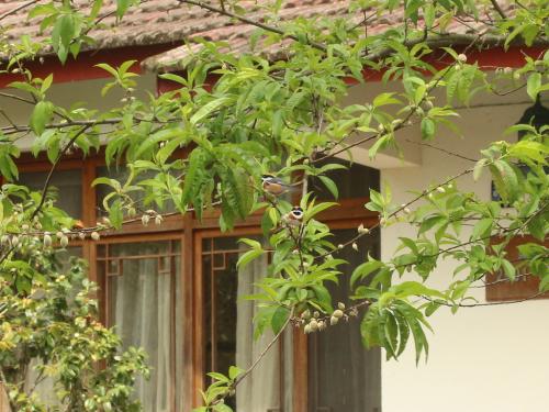 紅頭山雀(指名亞種) 紅頭山雀(指名亞種)