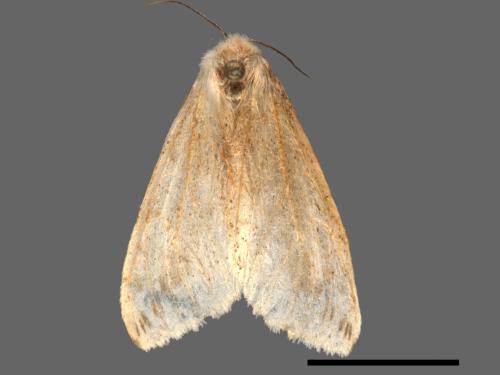 Lemyra rhodophilodes[姬白污燈蛾][00037753]