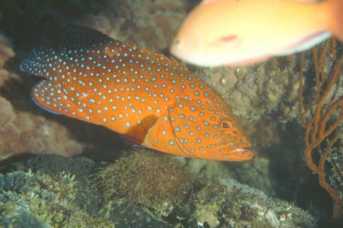 Cephalopholis miniata@fishdb-media-6476