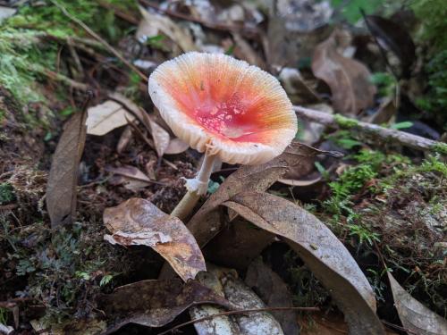 紅鵝膏菌 紅鵝膏菌
