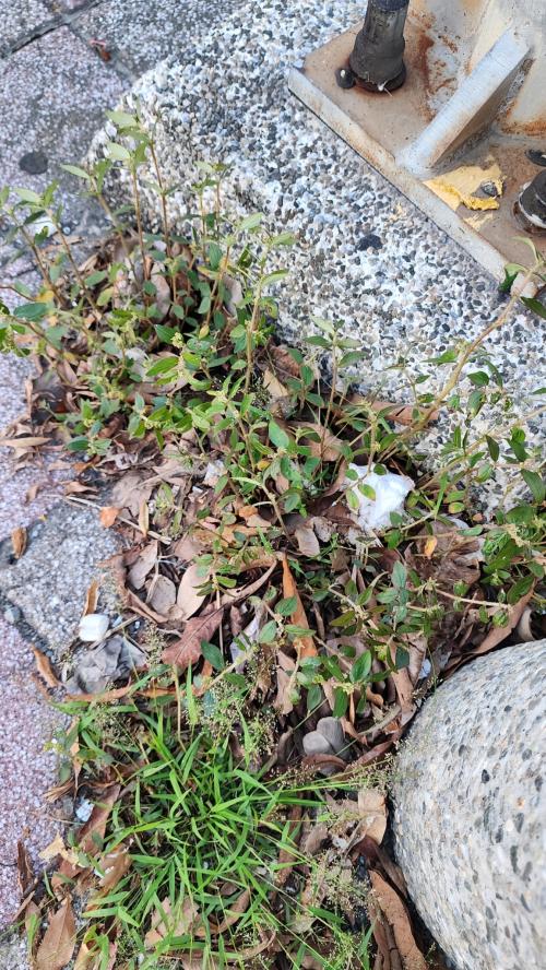 飛揚草 飛揚草