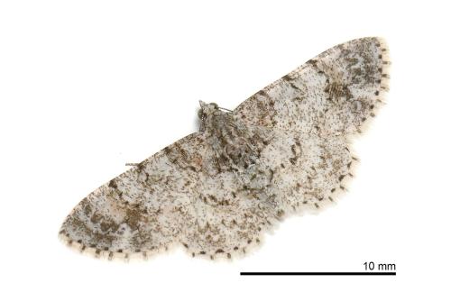 Aethalura duplicata Aethalura duplicata