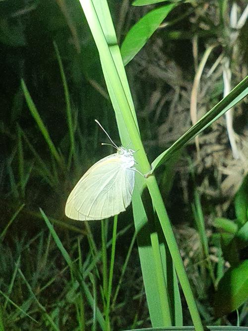 菜粉蝶 菜粉蝶