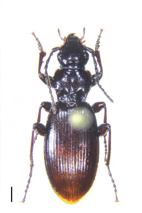 Apenetretus hsueshanensis_male_holotype