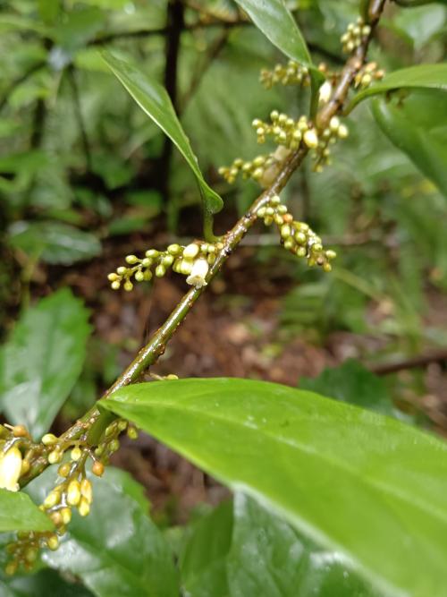 山桂花