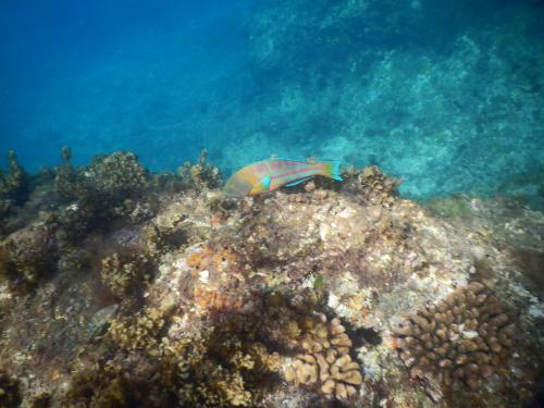 三葉錦魚 三葉錦魚