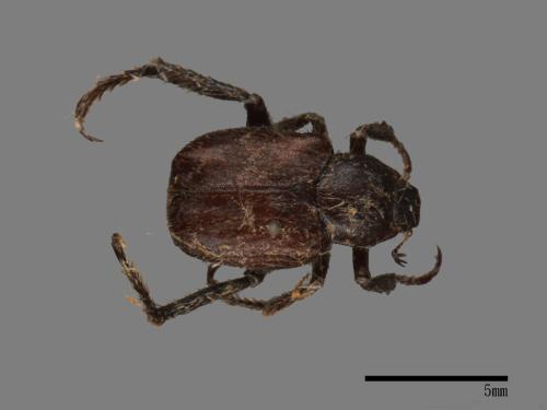 Hoplia latesutulata[長毛長腳金龜][00082809]