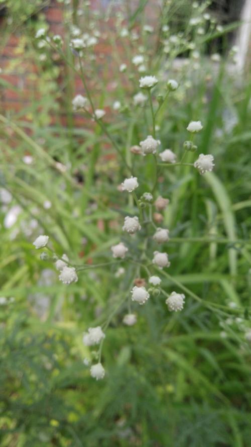 銀膠菊