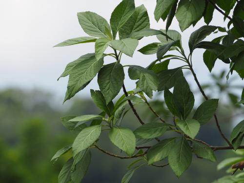 南非葉 (扁桃斑鳩菊)