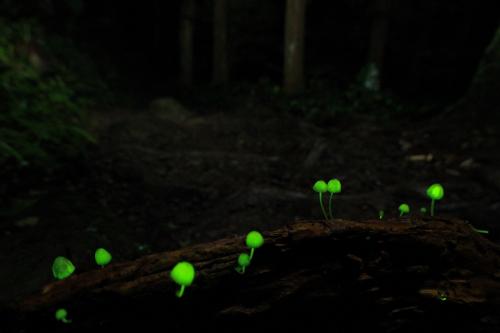 Mycena lux-coeli(天光小菇)