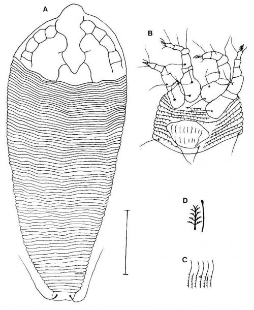 Neopentamerus octcellus Huang, 2001