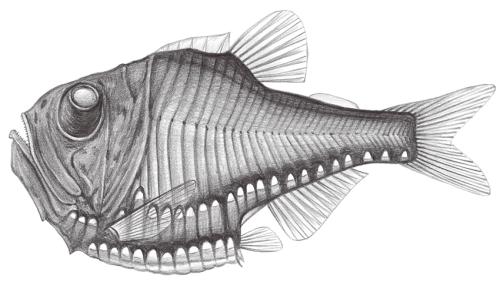 Argyropelecus gigas@Jheng0410 Argyropelecus gigas@Jheng0410
