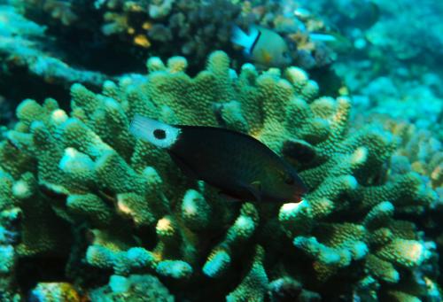 Chlorurus sordidus@fishdb-media-8600