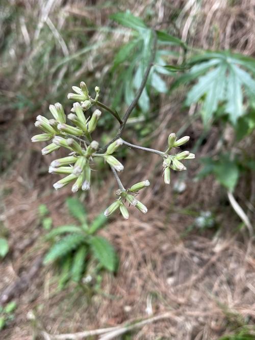 高山破傘菊 高山破傘菊