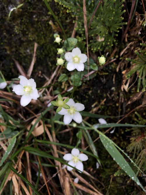 梅花草