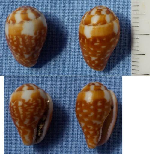 Pyrene punctata