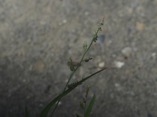芒稷 (光頭稗)