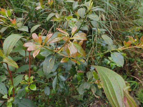 白花八角 白花八角