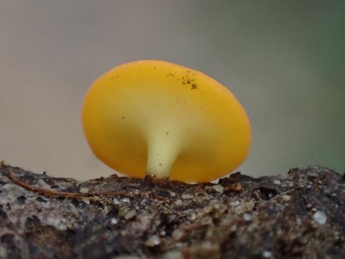 紅硬雙頭孢菌
