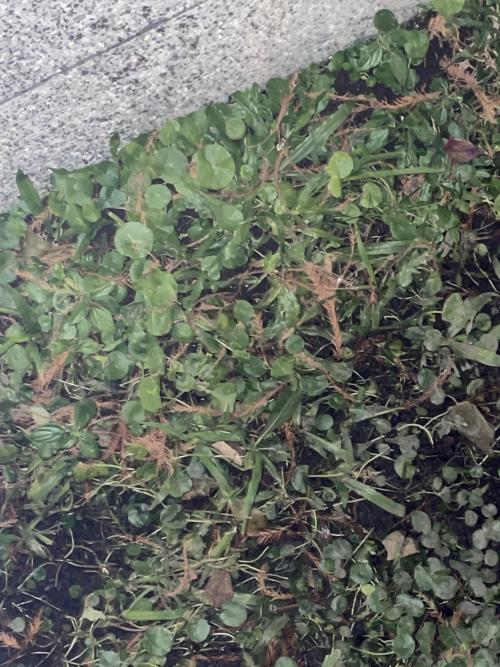 香菇草