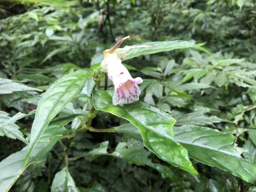 角桐草 角桐草